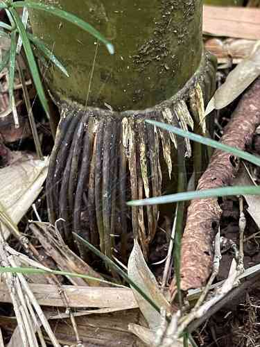 Black bamboo(Phyllostachys nigra)