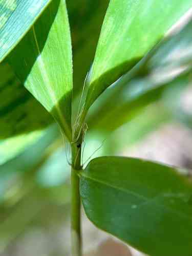 Black bamboo(Phyllostachys nigra)
