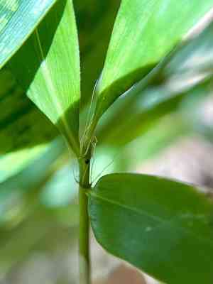 Black bamboo(Phyllostachys nigra)
