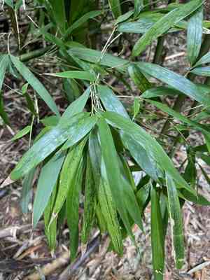 Black bamboo(Phyllostachys nigra)