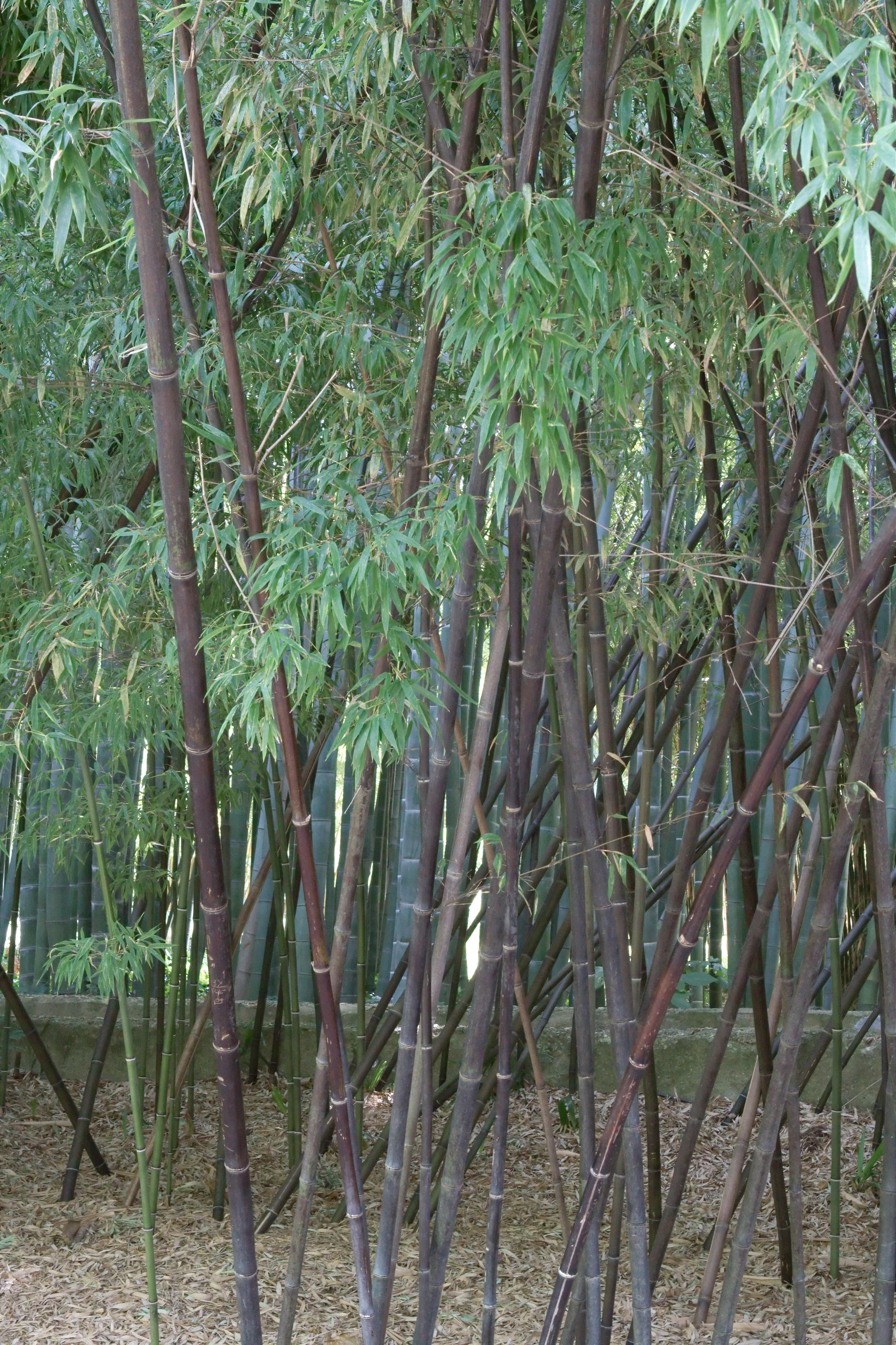 Black bamboo