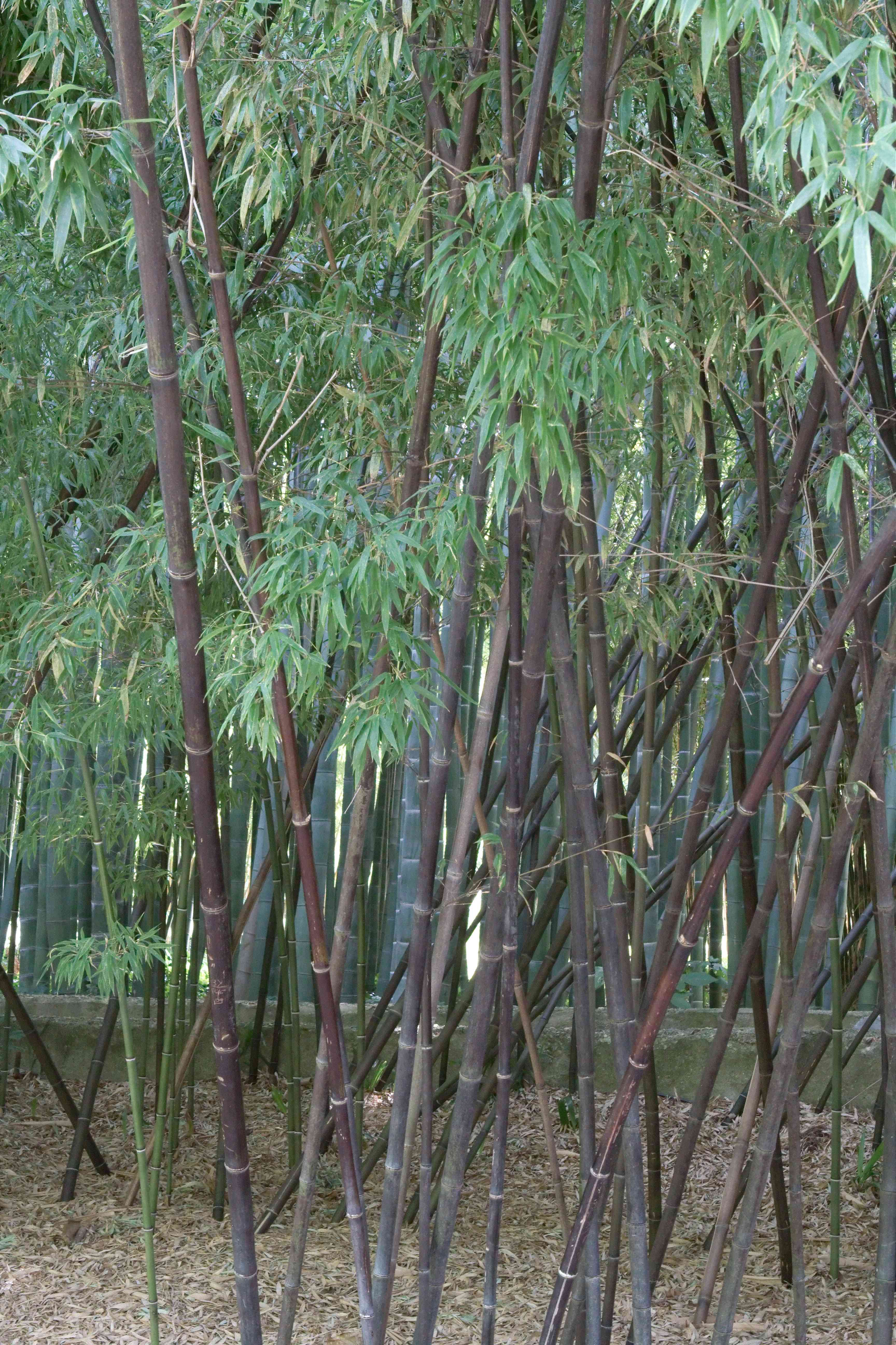 Black bamboo(Phyllostachys nigra)