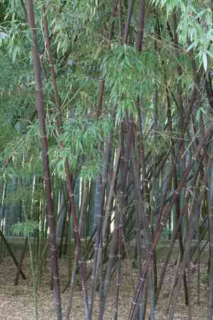 Black bamboo(Phyllostachys nigra)