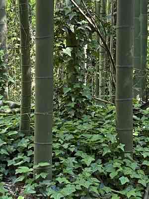 Giant japanese(Phyllostachys reticulata)