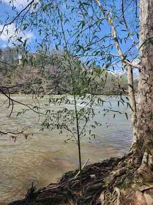 Giant japanese(Phyllostachys reticulata)