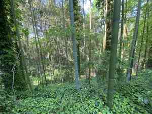 Giant japanese(Phyllostachys reticulata)