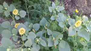 Yellow nightshade groundcherry(Physalis crassifolia)