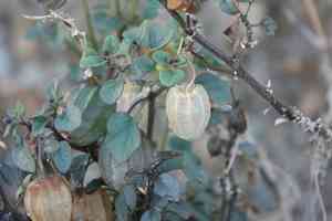 Yellow nightshade groundcherry(Physalis crassifolia)