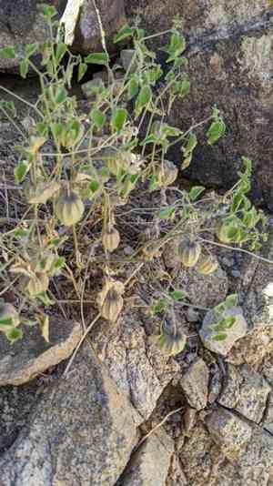 Yellow nightshade groundcherry(Physalis crassifolia)