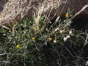 Yellow nightshade groundcherry(Physalis crassifolia)