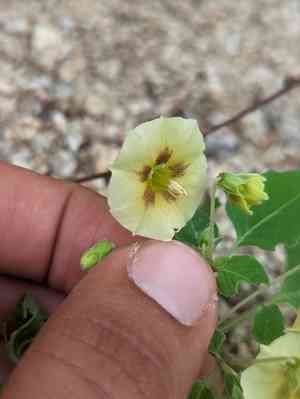 Ivyleaf groundcherry(Physalis hederifolia)
