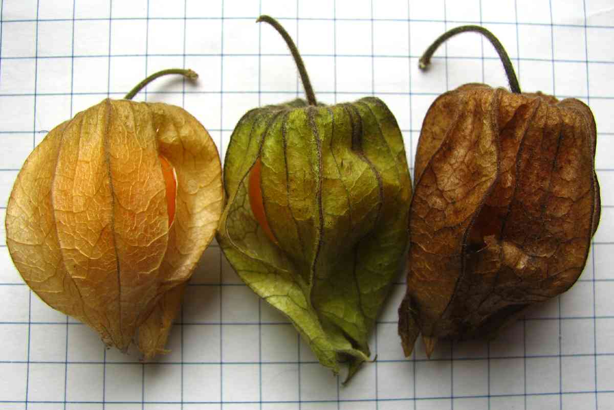 Clammy ground cherry(Physalis heterophylla)