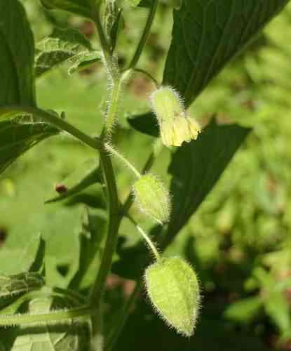 Clammy ground cherry(Physalis heterophylla)