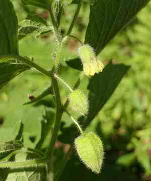 Clammy ground cherry(Physalis heterophylla)