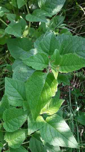 Clammy ground cherry(Physalis heterophylla)