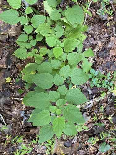 Clammy ground cherry(Physalis heterophylla)