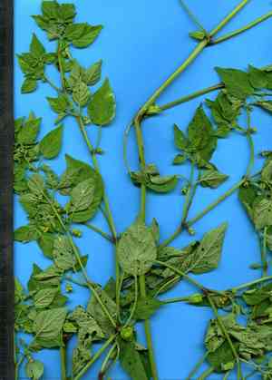 Physalis lagascae(Physalis lagascae)