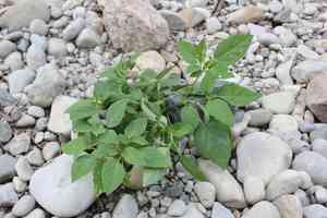 Longleaf groundcherry(Physalis longifolia)