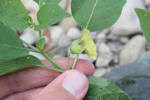Longleaf groundcherry(Physalis longifolia)