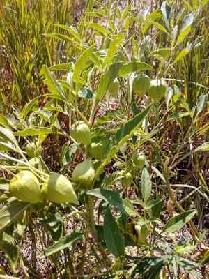 Longleaf groundcherry(Physalis longifolia)