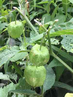 Longleaf groundcherry(Physalis longifolia)