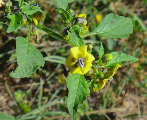 Tomatillo(Physalis philadelphica)