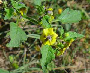 Tomatillo(Physalis philadelphica)