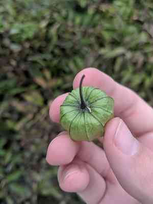 Tomatillo(Physalis philadelphica)