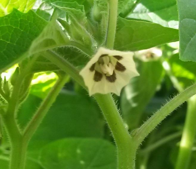 Tomatillo