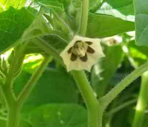 Tomatillo(Physalis philadelphica)