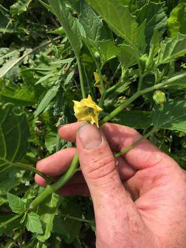 Tomatillo(Physalis philadelphica)