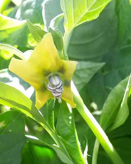 Tomatillo(Physalis philadelphica)