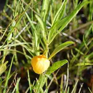 Walter's groundcherry(Physalis walteri)