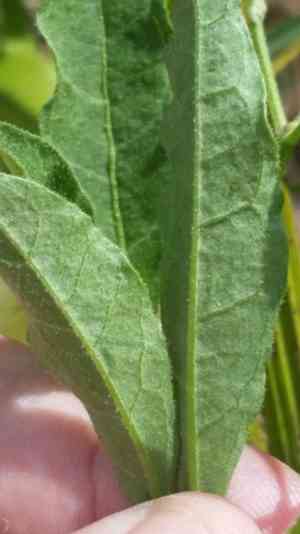 Walter's groundcherry(Physalis walteri)