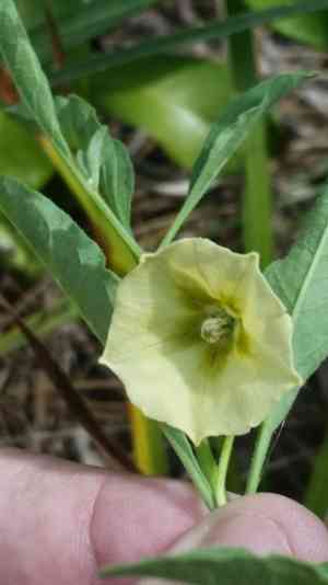 Walter's groundcherry(Physalis walteri)