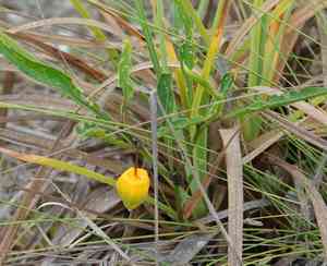 Walter's groundcherry(Physalis walteri)