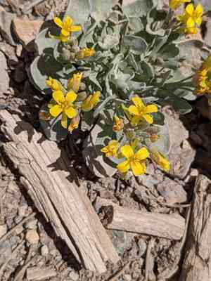Chambers' twinpod(Physaria chambersii)