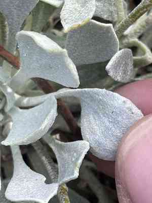 Chambers' twinpod(Physaria chambersii)