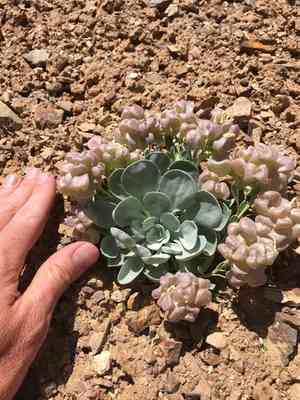 Chambers' twinpod(Physaria chambersii)