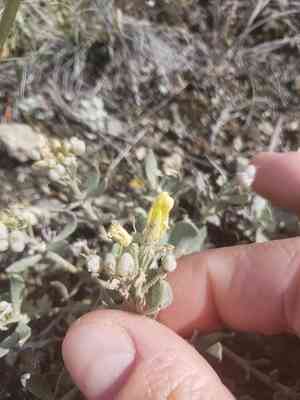 Common twinpod(Physaria didymocarpa)