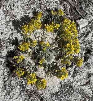Common twinpod(Physaria didymocarpa)