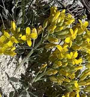 Common twinpod(Physaria didymocarpa)