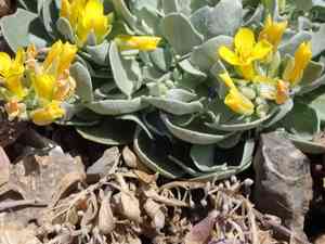 Common twinpod(Physaria didymocarpa)