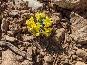San bernardino mountains bladderpod(Physaria kingii)