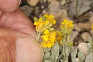 San bernardino mountains bladderpod(Physaria kingii)