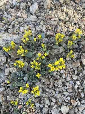 San bernardino mountains bladderpod(Physaria kingii)