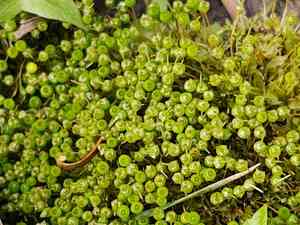 Common goblet moss(Physcomitrium pyriforme)