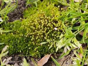 Common goblet moss(Physcomitrium pyriforme)