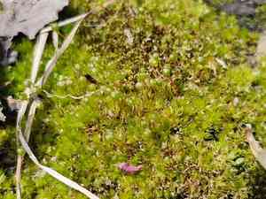 Common goblet moss(Physcomitrium pyriforme)