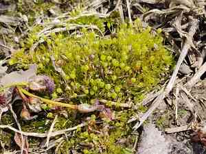 Common goblet moss(Physcomitrium pyriforme)